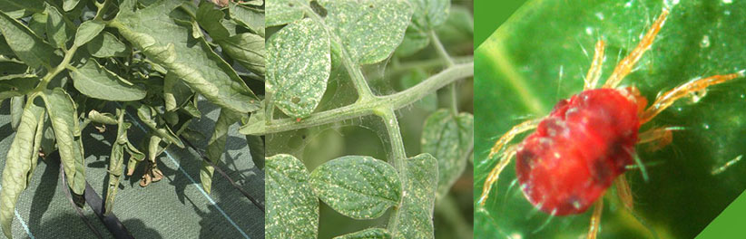 Ara&ntilde;a roja en tomate
