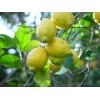 Limones 9 Kg-0