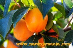 Caqui Persimón 9kg ✔-0