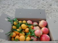 Caja Mixta 9kg Mandarina y Granada Mollar-410