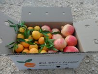 Caja Mixta 19kg Mandarina y Granada Mollar-403