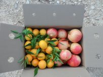 Caja Mixta 9kg Mandarina y Granada Mollar-411