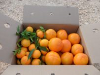 Caja Mixta 14kg Mandarina y Caqui Persimon-0