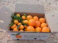 Caja Mixta 14kg Mandarina y Caqui Persimon-414