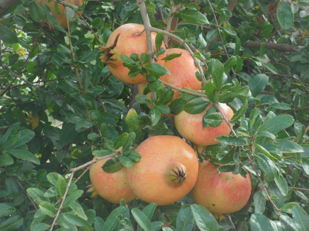 La alternativa al campo valenciano