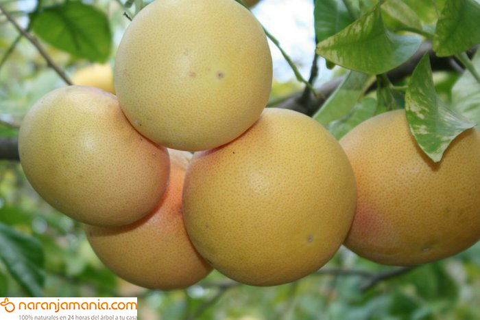 Caja de 9kg Pomelo Star Ruby ✔ -464