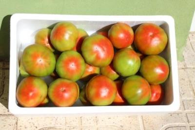 Tomate Óptima 14kg ✔-0