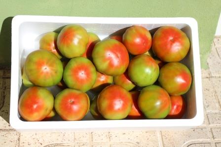 Tomate Óptima 14kg ✔-0