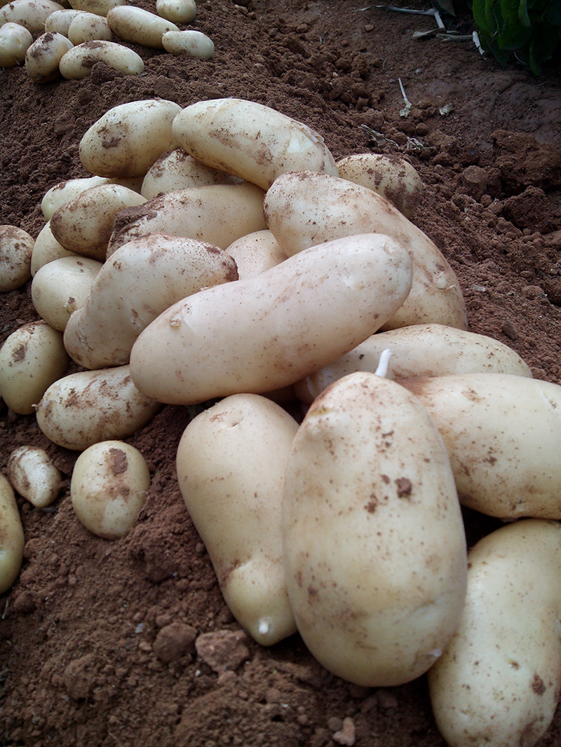 Patata nueva 1kg ✔-606