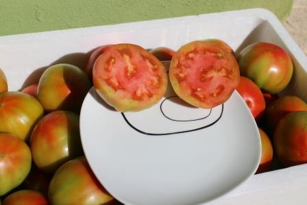 Tomate Óptima 14kg de Tamaño Mediano✔-0