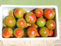 Tomate Óptima 1kg ✔-570