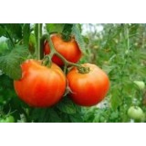 Tomate Óptima 9kg de Tamaño Mediano✔-565