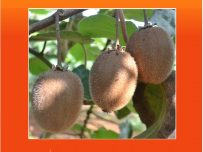 KIWI 5kg ✔