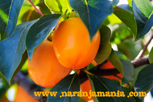 Caqui Persimón D.O. Ribera del Xúquer 1kg-0