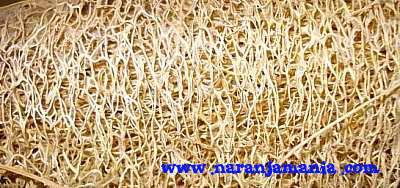 Esponja natural de luffa ✔-0