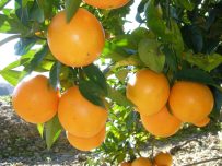 Comprar naranjas sin seleccionar