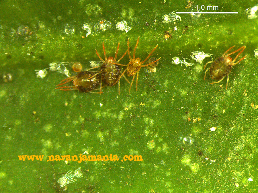 Colonia de Eutetranychus orientalis (Naranjamania 21-11-14)