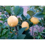 Limones MINI 1kg-0