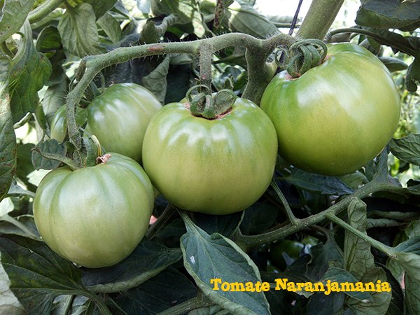 Planta de tomate valenciano