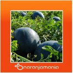 Sandia sin pepitas ✔-0