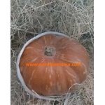 Calabaza Halloween(2,5kg a 3,5kg aprox.)-0