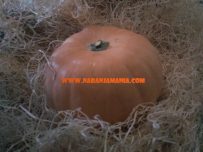 Calabaza Halloween(2,5kg a 3,5kg aprox.)-1067