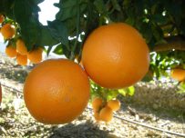 Naranja zumo 1kg ✔-811