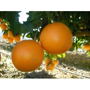 Naranja zumo 1kg ✔-811