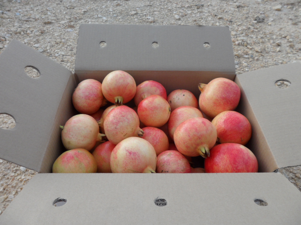 Granada Mollar de Elche 5kg ✔-839