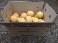 Caja de 14kg Pomelo Star Ruby ✔ -827