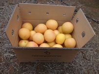 Caja de 14kg Pomelo Star Ruby ✔ -826