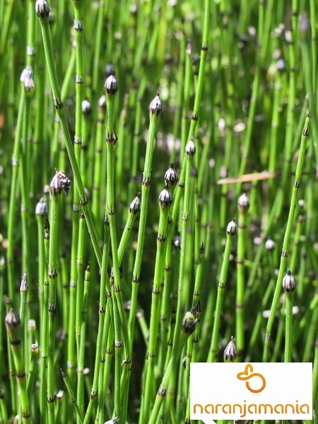 Cola de caballo 50gr-0