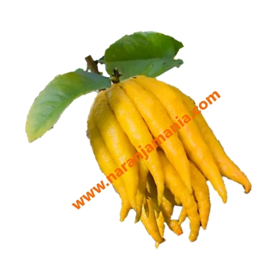 Mano de Buda PIEZA ✔-1065