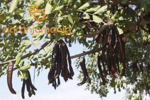 Algarroba-Garrofa 1kg-0