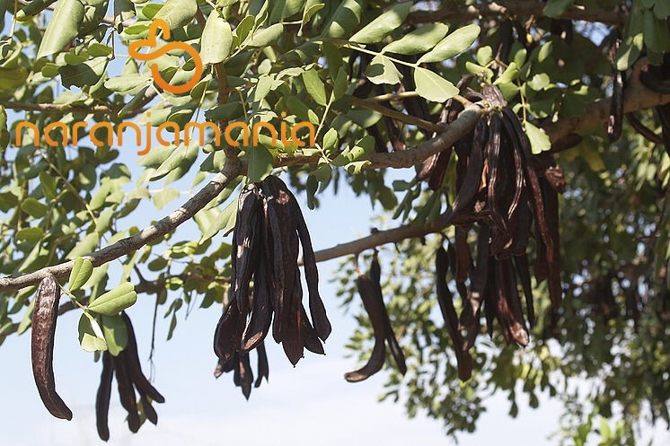 Algarroba-Garrofa 1kg-0