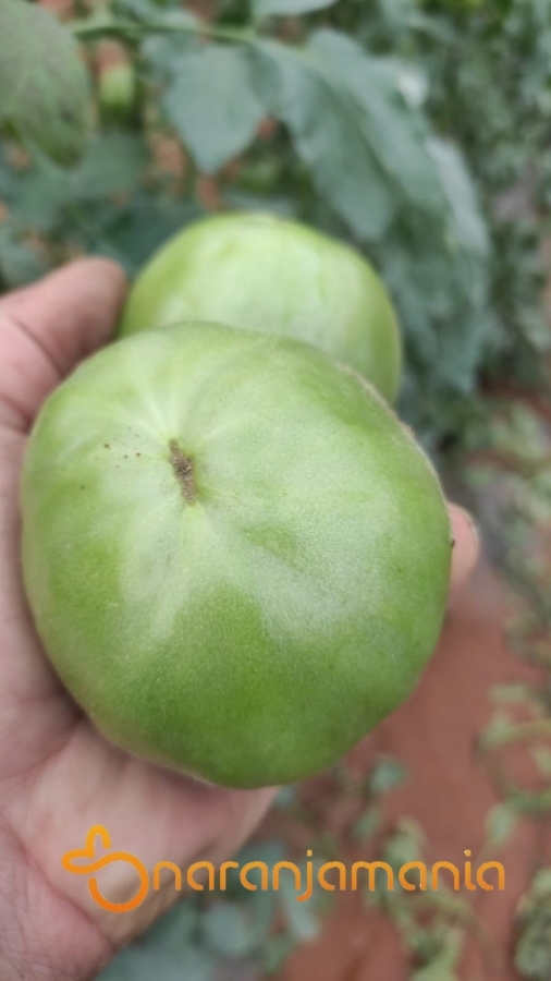 TOMATE SALMUERA 5KG-0