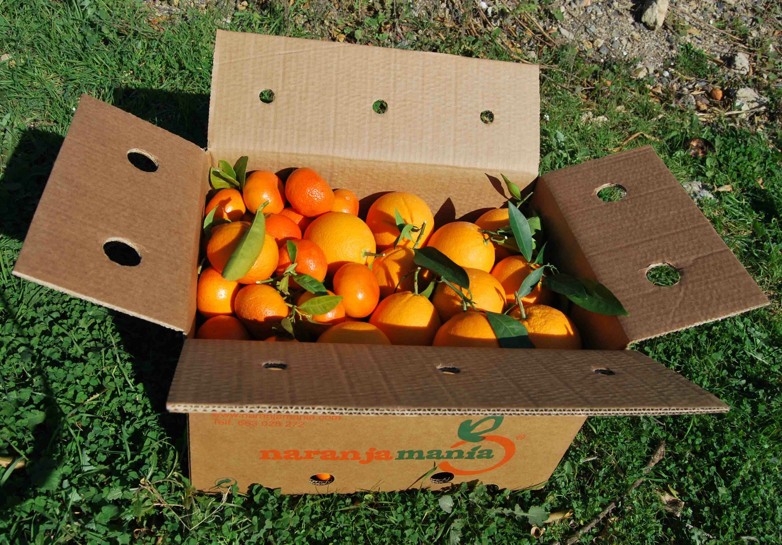 Gemischte Schachtel mit 19kg Tafelorange und Mandarine