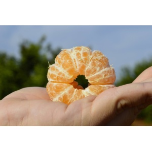 Naranjamania  Naranjas Ecológicas de Valencia ✓ Comprar Naranjas
