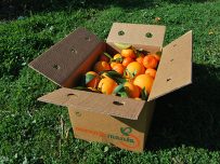 Gemischte Schachtel mit 9kg Orangensaft und Mandarine