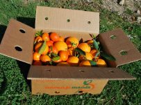 Gemischte Schachtel mit 9kg Tafelorange und Mandarine
