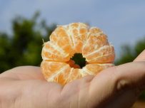 5kg Schachtel Mandarine