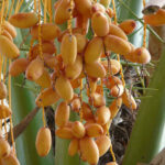 Kaufen Sie valencianische Datteln ohne Rückstände 1 kg